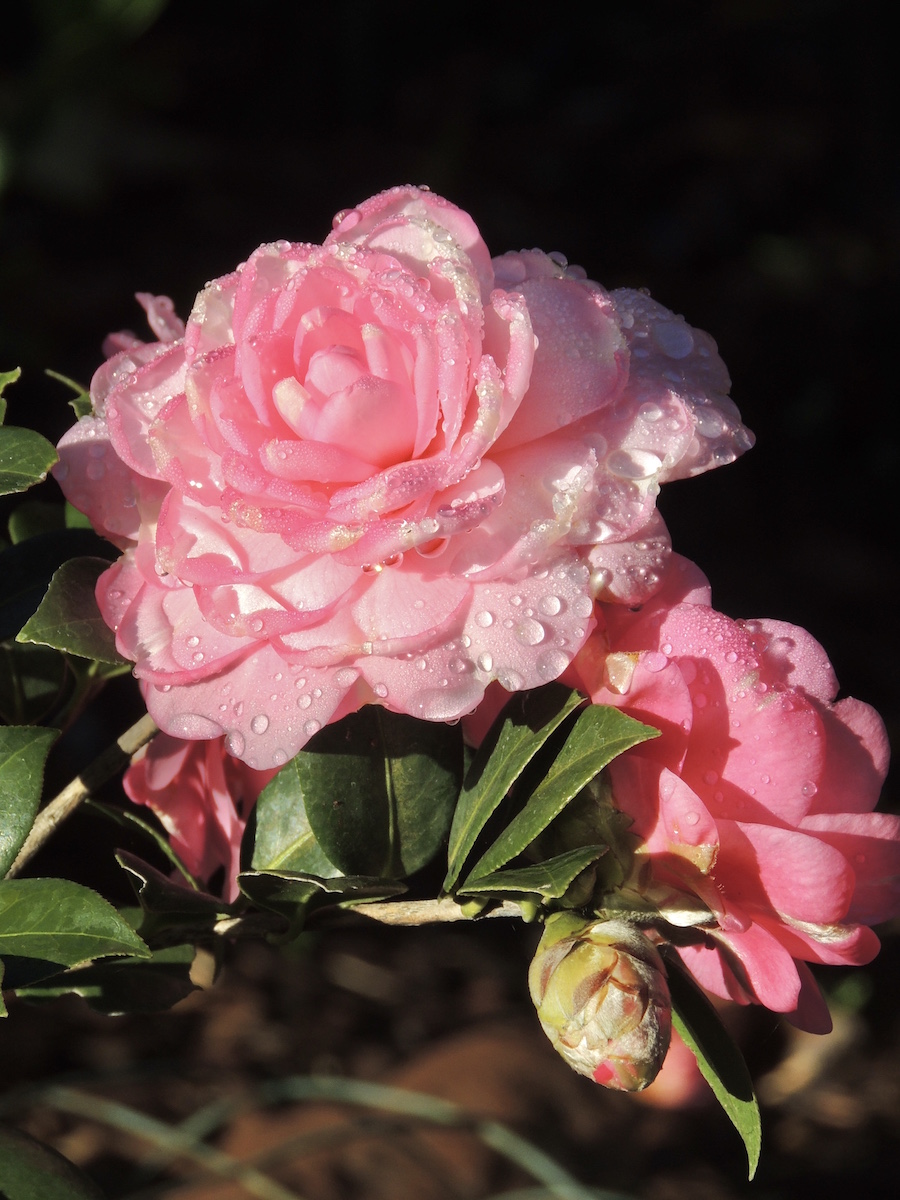 x williamsii Water Lily